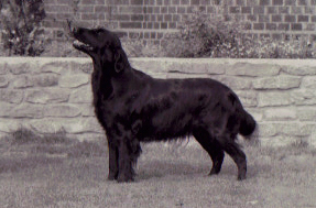 CH. Cleovine Cressida