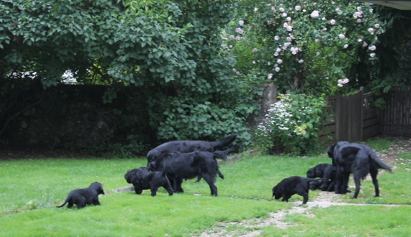 Mandaral - Flat Coated Retriever - Portée née le 24/04/2013